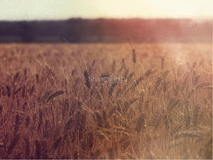 Tithe HD wallpaper