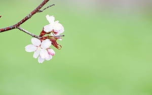 Basic Spring HD wallpaper