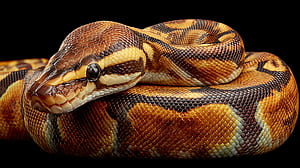 Ball Python Reptile, reptile, Ball Python, snake, python, close-up HD wallpaper