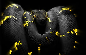 Python Snake Background 75646, Black Python HD wallpaper