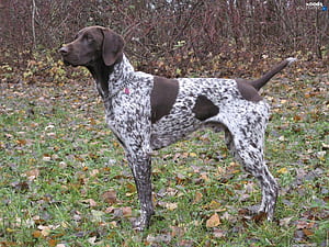 Pointer . Mouse Pointer , Pointer Sisters and Pudelpointer HD wallpaper