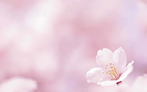 Basic Spring HD wallpaper