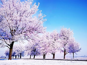 Winter Basic HD wallpaper