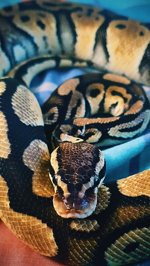 Python (Snake) ( HD phone wallpaper
