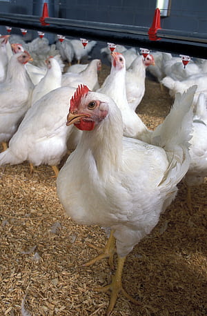 Broilers HD phone wallpaper