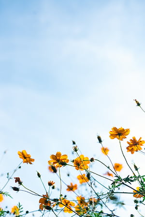 Spring Basic HD phone wallpaper
