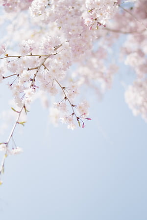 Spring Basic HD phone wallpaper