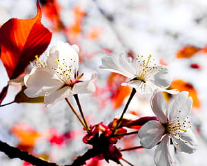 Basic Spring HD wallpaper