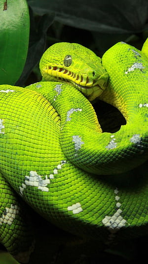 Tree Python HD phone wallpaper