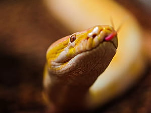 Albino Python HD wallpaper
