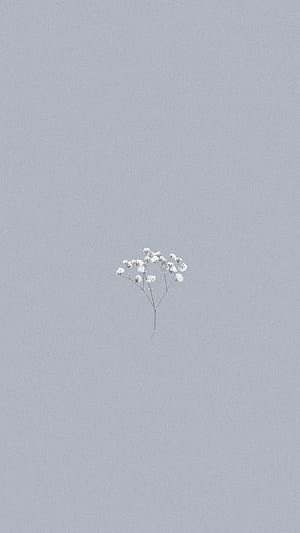 Spring Basic HD phone wallpaper