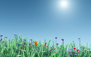 Basic Spring HD wallpaper
