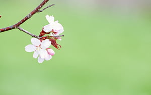 Spring Basic HD wallpaper