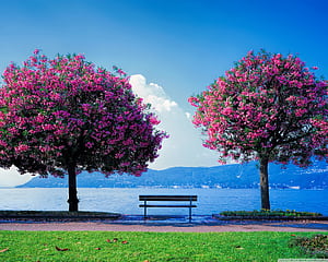 Spring Basic HD wallpaper