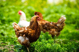 Broilers HD wallpaper