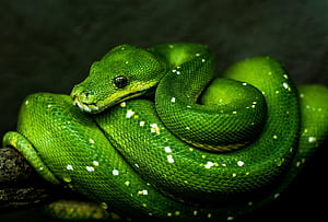 Python function examples, Declaration and invocation, Code examples, Program parameters HD wallpaper