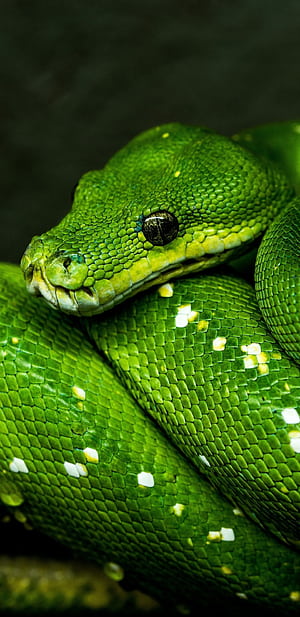 Python HD phone wallpaper
