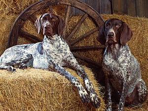 Pointer Dog HD wallpaper