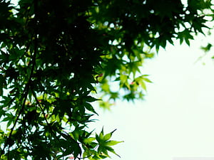Summer Basic HD wallpaper