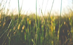 Spring Basic HD wallpaper