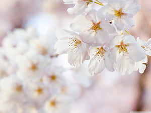 Spring Basic HD wallpaper