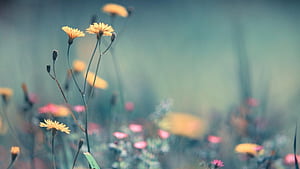 Spring Basic HD wallpaper