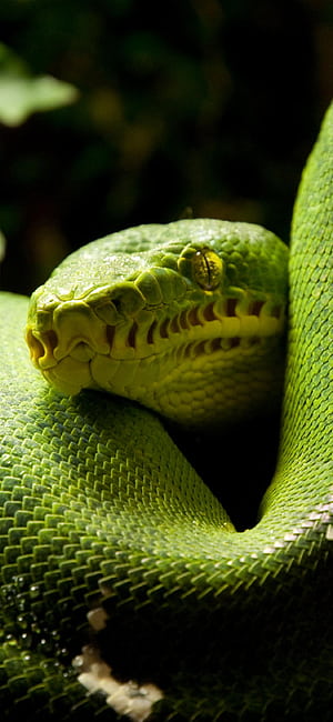 Python HD phone wallpaper