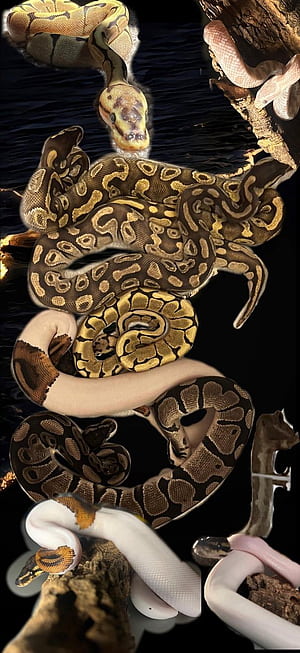 Ball python, Black Python HD phone wallpaper